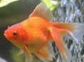 /album/fotos-de-peixes/images-jpg/