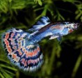 /album/fotos-de-peixes/lebiste-jpg/