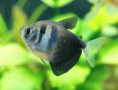 /album/fotos-de-peixes/peixe-tetra-negro-jpg/