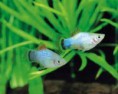 /album/fotos-de-peixes/plati-jpg/